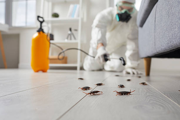Commercial Kitchen Cockroach Control in Summer Set